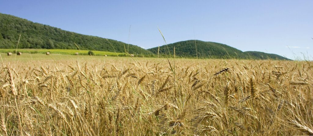 Wheat prices and food stability in developing economies Wheat Field